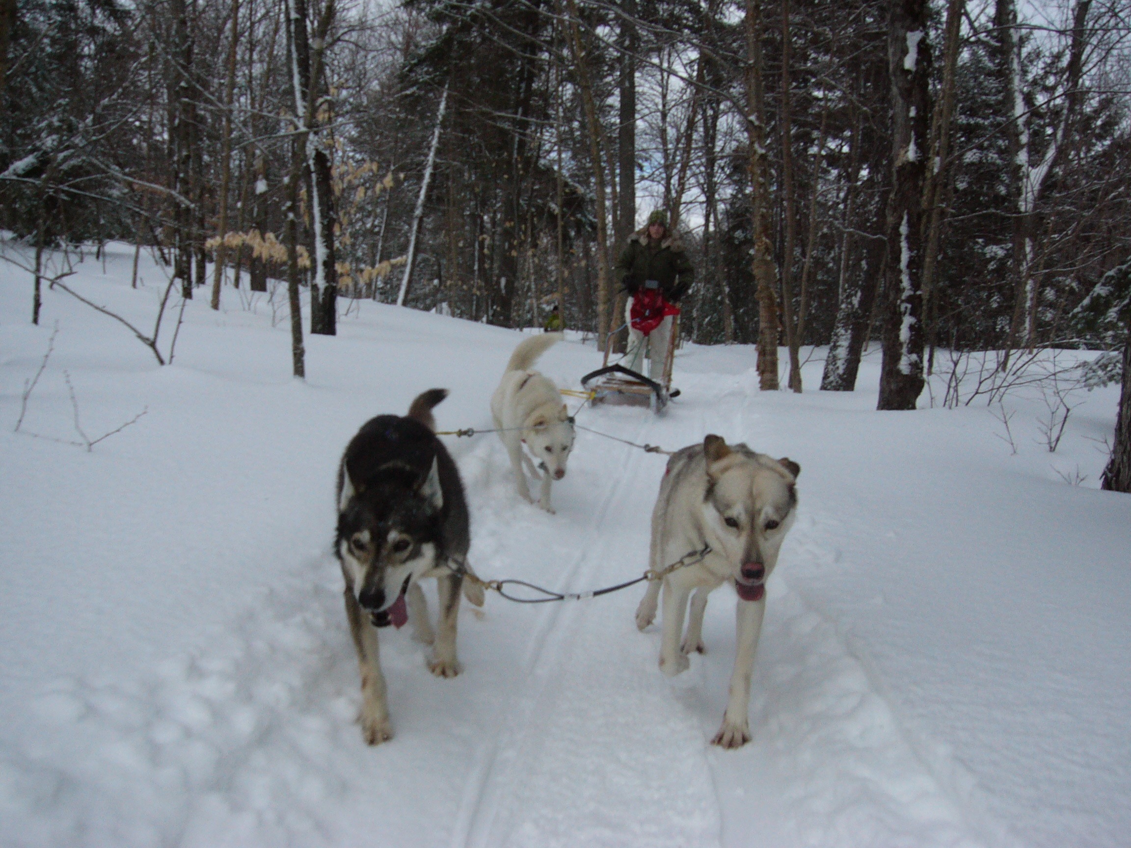 Le Traineau à Chien – Une Expérience Hivernal à Vivre!!!