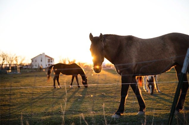 Spa, Lunch and Horseback Riding