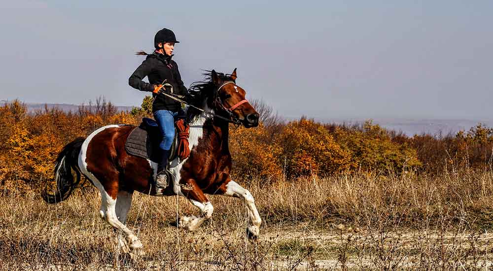 Horseback Riding In The Laurentians